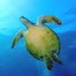 ウミガメ